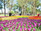 国営ひたち海浜公園にて4月中旬〜下旬頃、チューリップが見頃です。「国営ひたち海浜公園提供」
