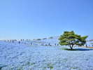 国営ひたち海浜公園にて4月下旬〜5月上旬頃、ネモフィラが見頃です。「国営ひたち海浜公園提供」