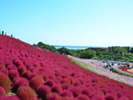 国営ひたち海浜公園にて10月中旬頃、コキア(紅葉)が見頃です。「国営ひたち海浜公園提供」