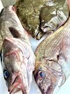 朝一いわきの浜で仕入れた新鮮な魚達。