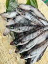 常磐ものと言えばメヒカリ。