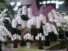 ■赤塚植物園■たくさんの洋ランには圧倒されます!見ごたえたっぷり!