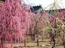結城神社の枝垂れ梅