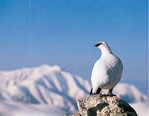 里の湯 雷鳥 宿泊予約は じゃらんnet