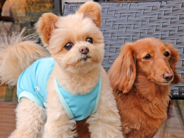 ペットと泊まれる宿ルアカハ 宿泊予約は じゃらんnet