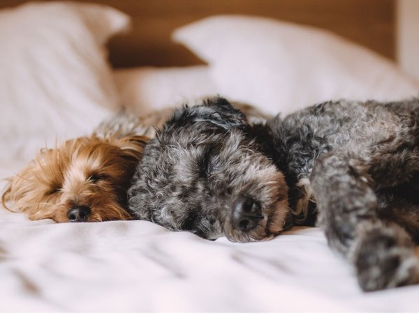 �ǂ듒�̗��Ă����炳���牷��b�����_�{���򋽁F