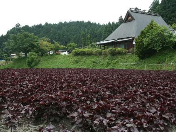 大原温泉 湯元のお宿 民宿 大原山荘 宿泊予約は じゃらんnet