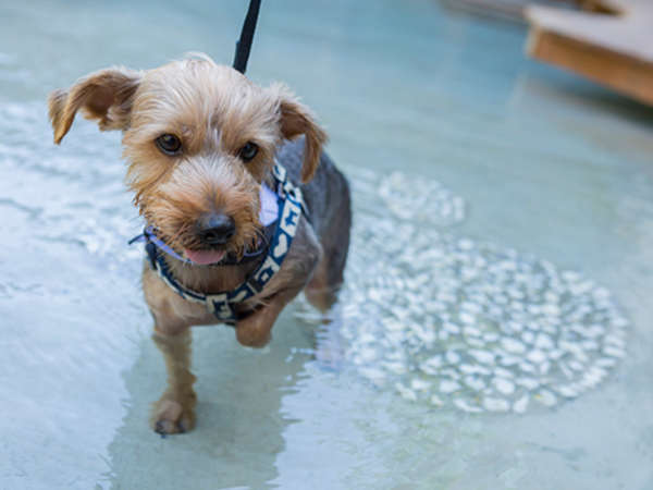 【愛犬専用足湯】水素水を使用した愛犬のための足湯デッキ