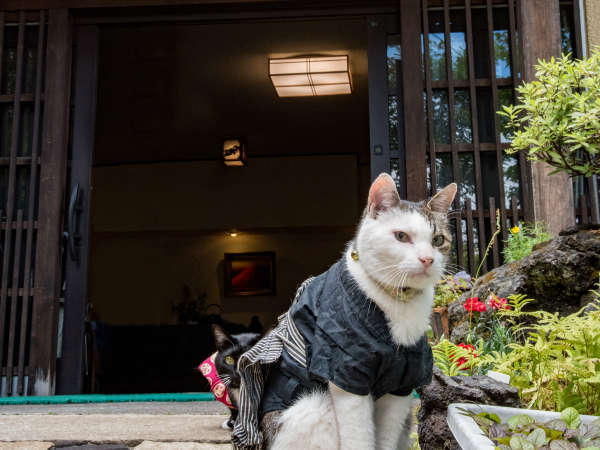 草津温泉 中村屋旅館 宿泊予約は じゃらんnet