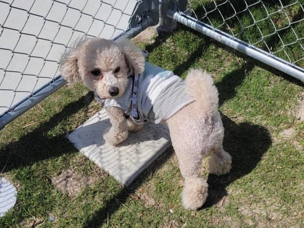 THE�@TRAILERHOUSE�@VILLAGE�@�Ďq�@SEASIDE�F�m�[���[�h��OK�I