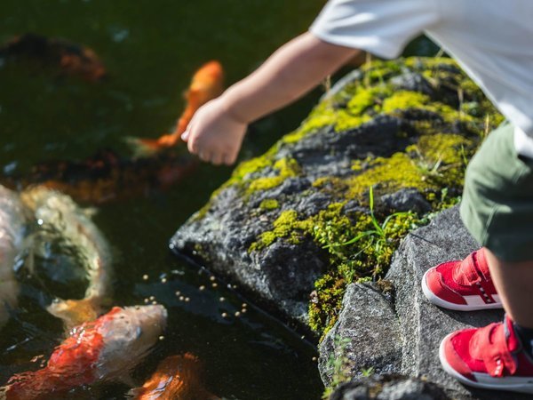 �ɓ���������z�e���@�X�̐�F�X�̐���ő���ɖ��i����