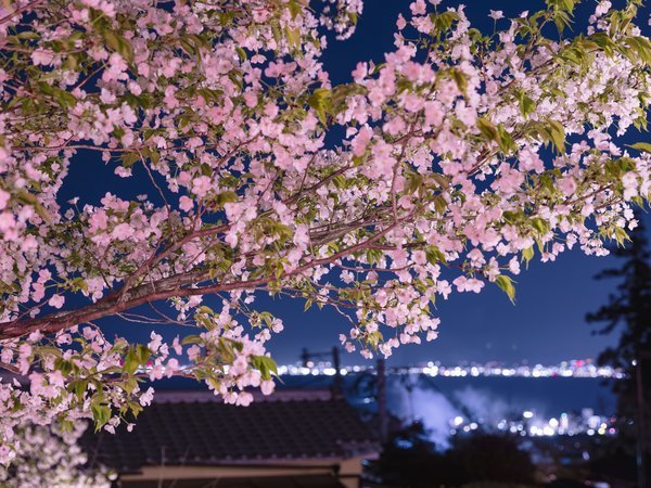 フォトギャラリー [絶景の宿 さくら亭]-じゃらんnet