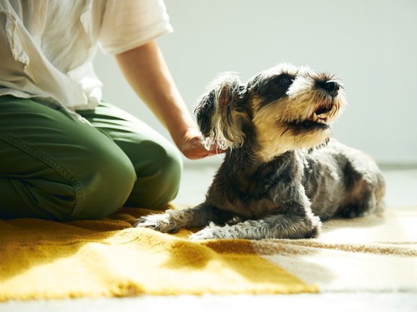 kieto �����i2025�N3��1�� GRAND OPEN�j�F�yDog Friendly Cottage�z