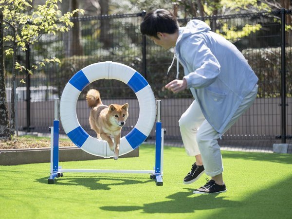 �yDOG PARK�z�����p�C���[�W