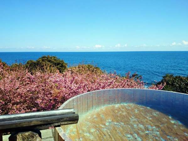 海の青とピンクの絶景！お花見露天は春先だけのとっておき♪（例年3月上旬頃）