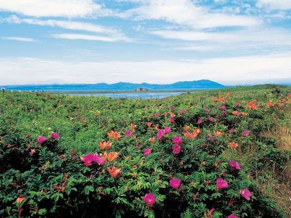 Urplais ホテル 旅館 宿泊施設の検索 ワッカ原生花園 300種類を超える花が咲く 日本最大の海岸草原 当館より約1km 車で約2分 徒歩約15分 サロマ湖鶴雅リゾート