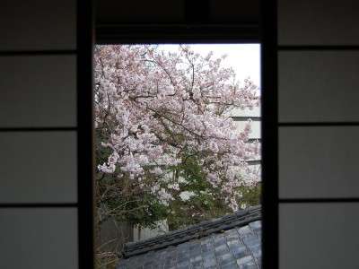 桜の見えるお部屋