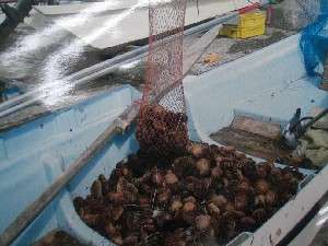 ���h�₴��̎{�ݎʐ^1