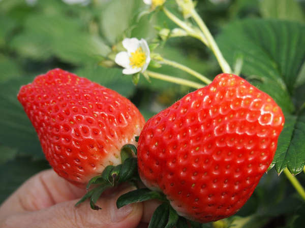 �y�Θa���� �z�e���Ԃ�����z�w�`�J�I�~�n���Ɏ��������ۗL�I�E�F���J���J�N�e���o�[���l�C�I