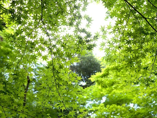 日本庭園　新緑