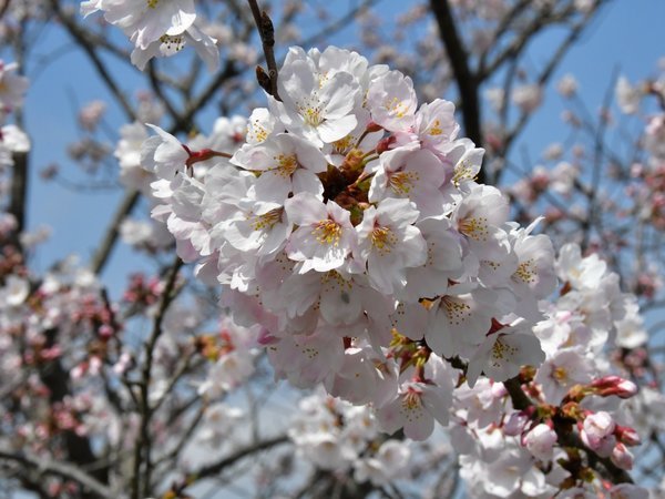 伊勢にたたずむ 王朝浪漫の夢見宿 斎王の宮 - 宿泊予約は【じゃらんnet】