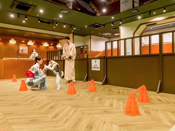 �����h�b�O����