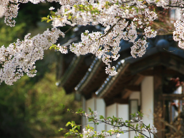 別所温泉 旅館 花屋 宿泊予約は じゃらんnet
