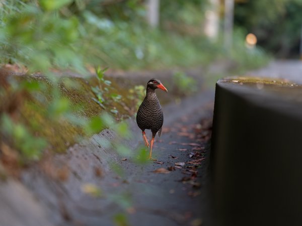 �A�_�E�K�[�f���z�e������̎{�ݎʐ^2