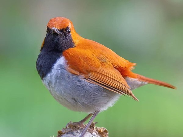 �A�_�E�K�[�f���z�e������̎{�ݎʐ^3