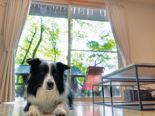 �y�b�g�ƈꏏ�ɏh���\�I��p�̉������􂢏������I