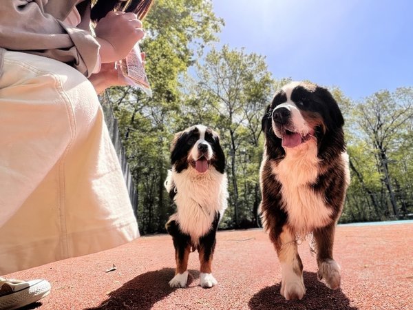 �h�b�O�����������I�h���҂͖����ŗ��p�\�ł��I