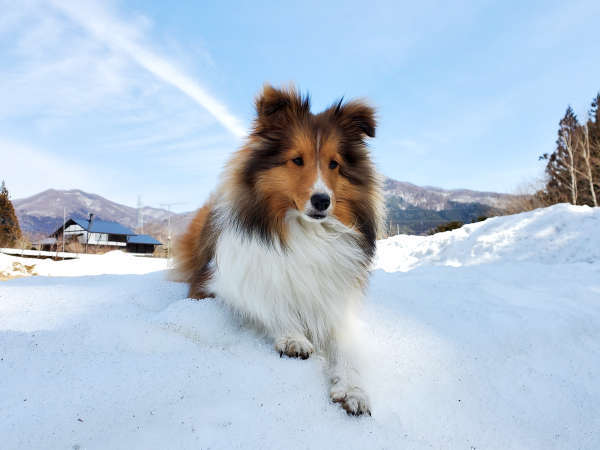 尾瀬 わんこも泊まれるペンション シェルティ 宿泊予約は じゃらんnet