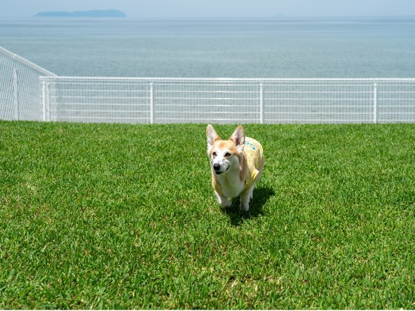 �I�[�V�����h�b�O���]�[�g���ꃖ�l�F�V�R�Ńh�b�O����