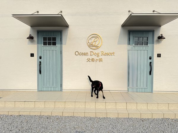 �I�[�V�����h�b�O���]�[�g���ꃖ�l�F�S�G���A�y�b�g�����n�j