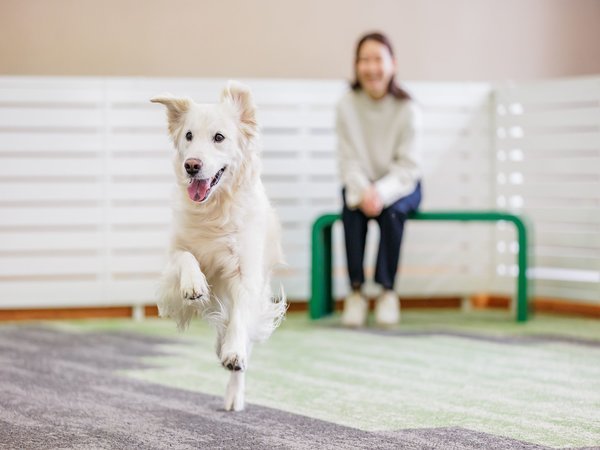 �y2026�N4��11���`�z����/���O�h�b�O�����ł�񂿂����y���߂܂��i�摜�̓C���[�W�j