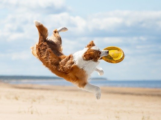 �h�D�J�[���@�K�[�f���z�e����\�㗢�F�y�b�g�ƍō��̎v���o��