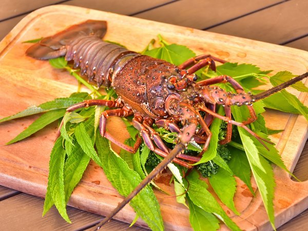 �ɓ��V���{�e�����B���b�W�@�O�����s���O�F�ɐ��C�V�̊ۏĂ�