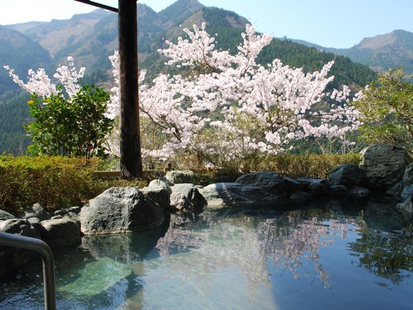 桜満開の露天風呂
