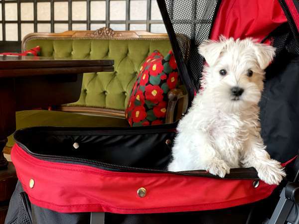 ��򎛉���@�y�b�g�Ɣ��܂��h�@�G�̋��@�R�̓��F�y�������T�[�r�X�z