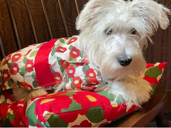 ��򎛉���@�y�b�g�Ɣ��܂��h�@�G�̋��@�R�̓��F�y�t�H�g�X�|�b�g�z