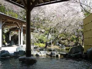 桜を望む露天風呂3月末から4月上旬が身頃です。