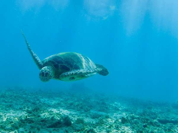 UmiOto �E�~�I�g ���q���E��l���ɃI�X�X���̃Q�X�g�n�E�X�F�E�~�K���V���m�[�P��