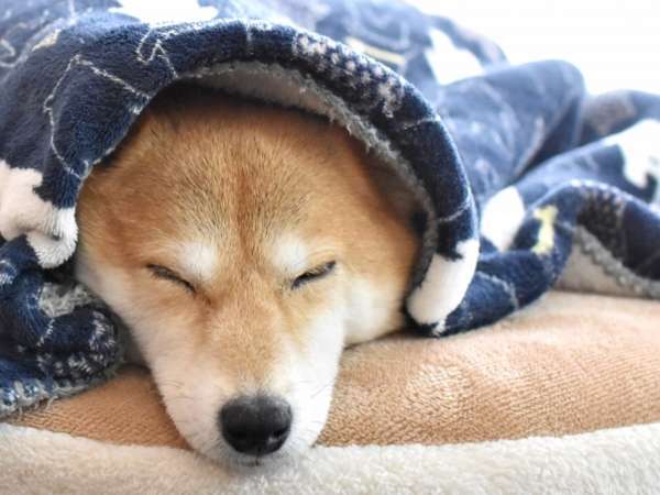 �|�C���g�o�P�[�V��������R���F���h���ɂ������Ă̒��ӎ���