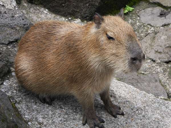 Urplais ホテル 旅館 宿泊施設の検索 伊豆シャボテン公園 人気のカピバラ ペット連れ専用のホテル アニマーレ プレミアム