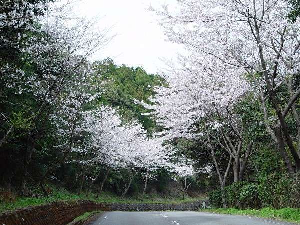 �y���܂�������z�e���@�l�G��فz�S���C��������h