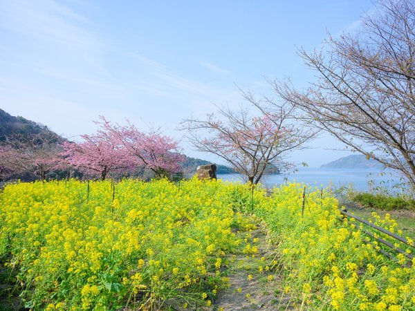 �����h�ɑ��F�͒Í��Ղ�