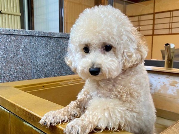 �y�b�g�Ɣ��܂��h(�y�b�g�������)�b���򗷊� �S�{�� �J�F