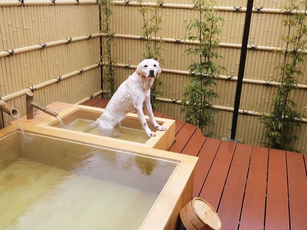 ペット 露天風呂付 温泉 安い 鬼怒川