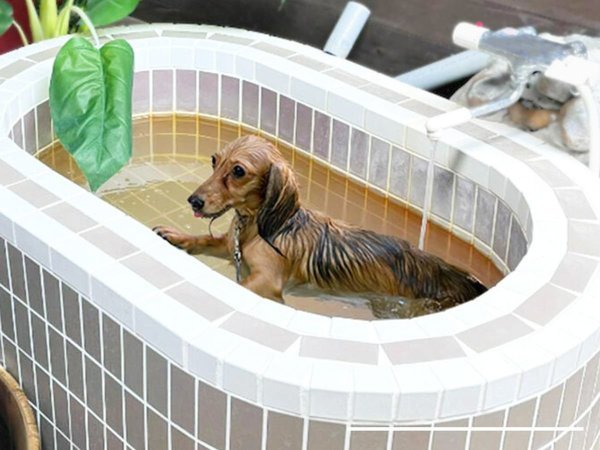 �S�����򂩂��������� �O�����s���O&���� �����̓� �������̉���F�y�b�g��p�̘I�V���C