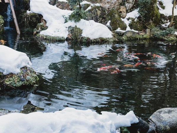 �{�ْ���̐�i�F